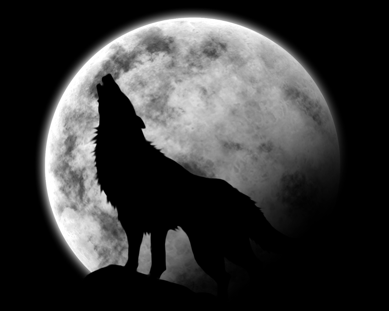 Wallpaper loup